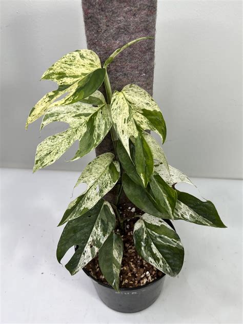 Epipremnum pinnatum .